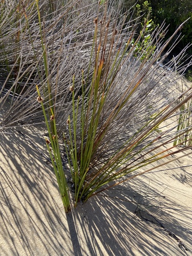 Fimbristylis observed 2026-10-27