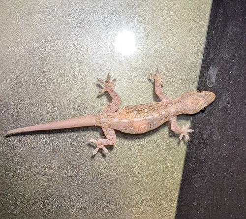 Hemidactylus frenatus observed 2026-10-27