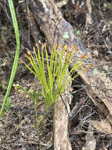 Schizaea dichotoma observed 2026-10-27