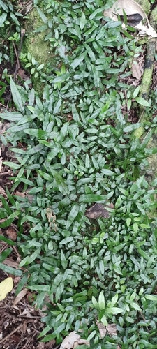 Arthropteris tenella observed 2026-10-22