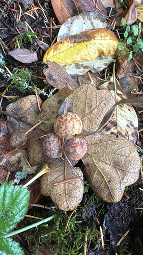 Mirabilis observed 2026-10-27