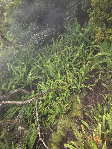 Nephrolepis observed 2026-10-27