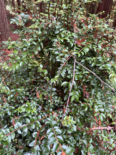 Vaccinium observed 2026-10-27