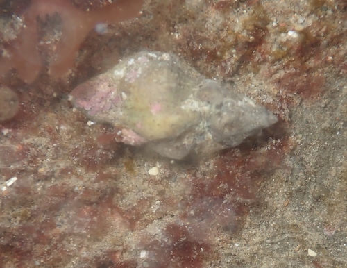 Ceratostoma nuttalli observed 2026-10-27