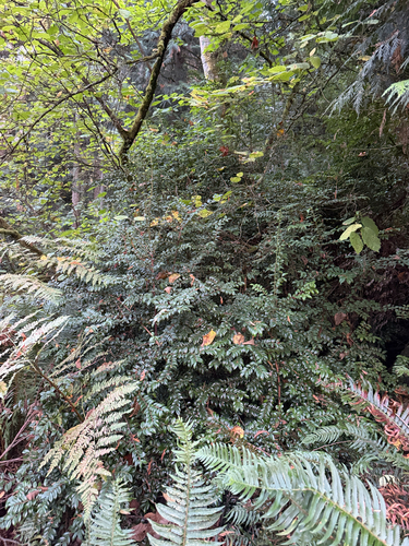 Vaccinium observed 2026-10-27