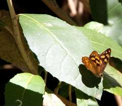 Heteronympha solandri
