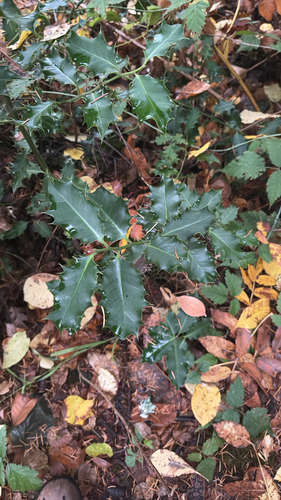 Ilex aquifolium observed 2026-10-27