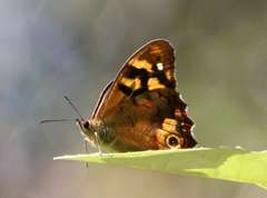 Heteronympha banksii banksii