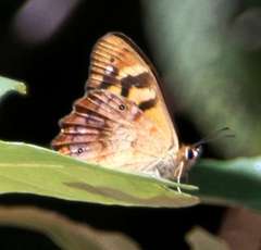 Heteronympha banksii banksii