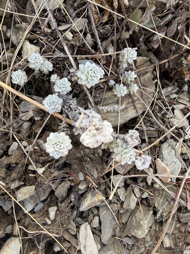 Leucogenes grandiceps, 2026-10-27