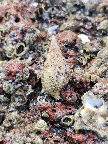 Cerithium observed 2026-10-27
