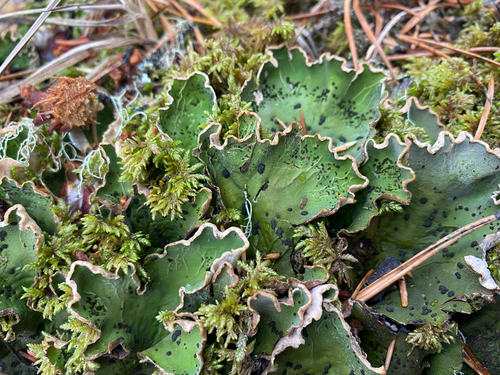 Peltigera observed 2026-10-27