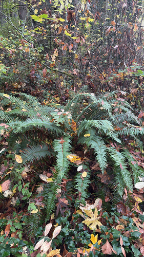 Polystichum observed 2026-10-27