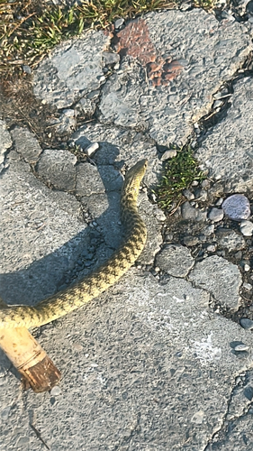 Xenochrophis piscator observed 2026-10-28
