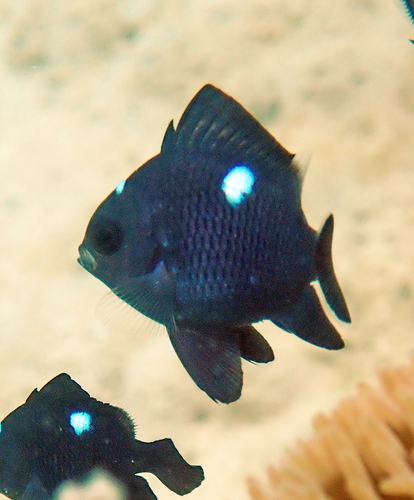 Dascyllus trimaculatus observed 2026-10-27