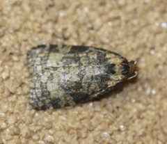 Cryptoptila australana