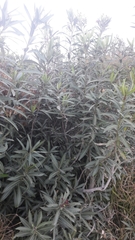 Nerium oleander