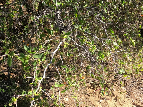 Celtis observed 2026-10-27