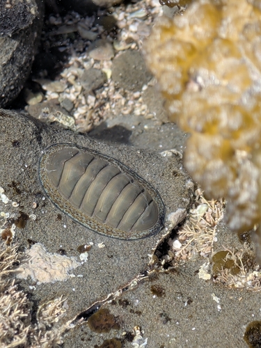Chiton observed 2026-10-28