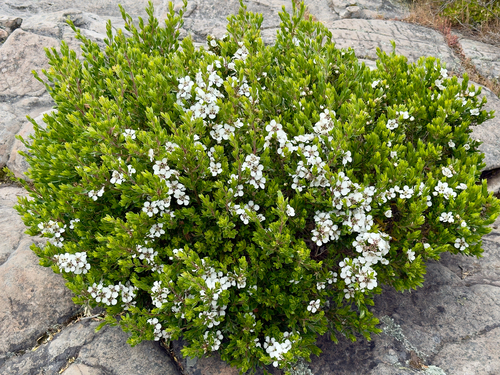 Leptospermum observed 2026-10-28