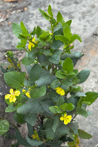 Goodenia ovata observed 2026-10-28