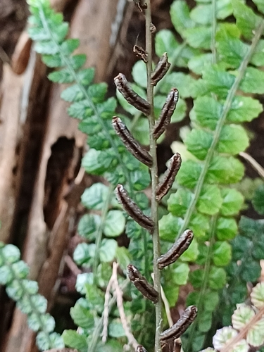 Blechnum observed 2026-10-28