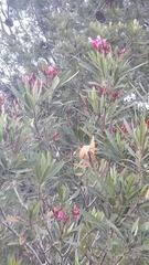 Nerium oleander