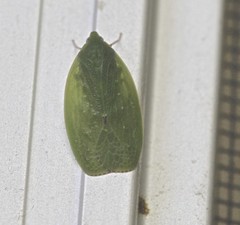 Anabunda murrayfletcheri