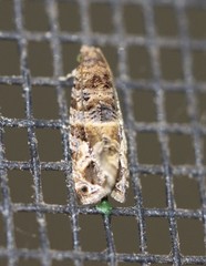 Lobesia transtrifera