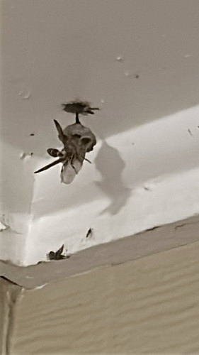 Polistes exclamans observed 2026-10-27
