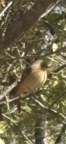 Phoenicurus auroreus observed 2026-10-28