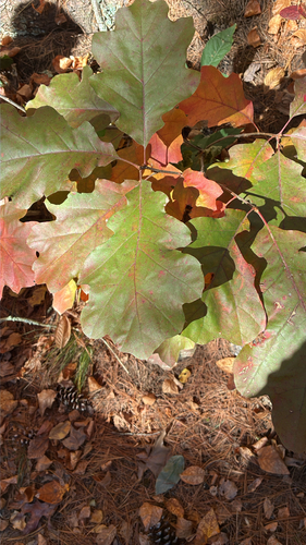 Quercus velutina, 2026-10-27
