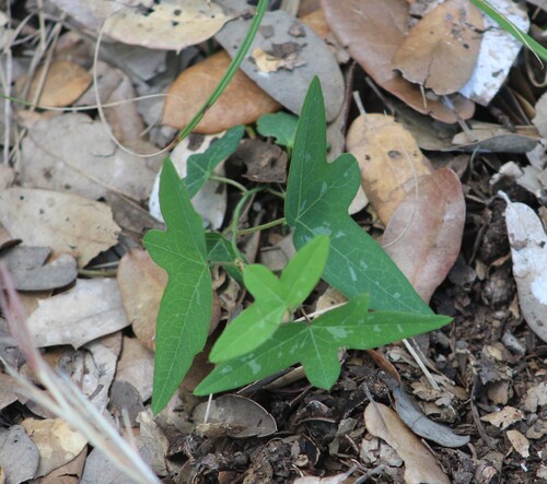 Passiflora observed 2026-10-27