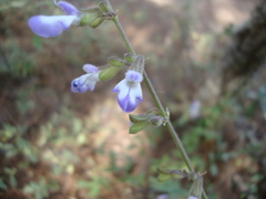 Salvia quercetorum