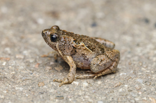 Microhyla fissipes observed 2026-10-25