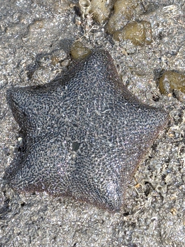 Asterina observed 2026-10-28