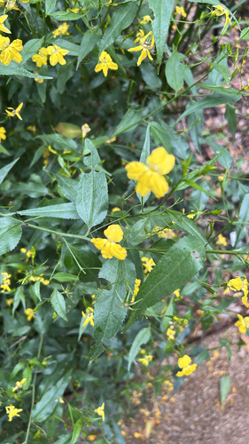Goodenia ovata observed 2026-10-28