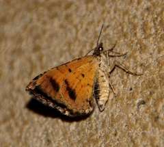 Chrysolarentia lucidulata