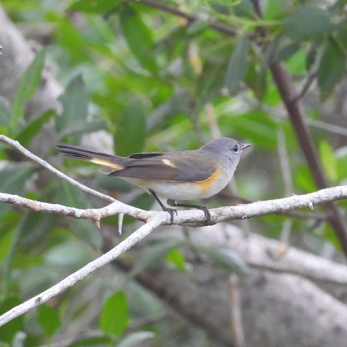 Setophaga ruticilla, 2026-10-27