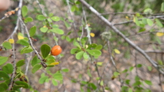 Erythroxylum australe