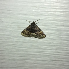 Metalectra diabolica