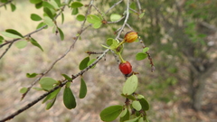 Erythroxylum australe