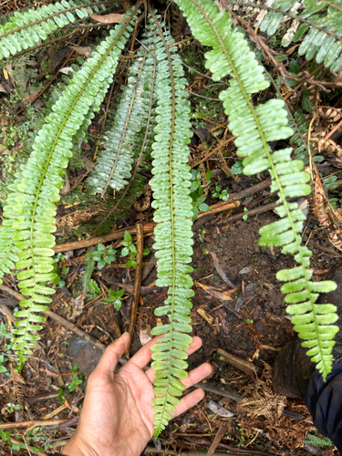 Cranfillia fluviatilis observed 2026-10-28