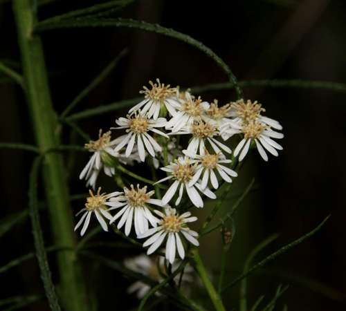Image of Olearia glandulosa by (c) Russell Best, some rights reserved (CC BY)
