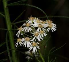 Olearia glandulosa