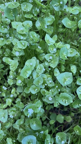 Claytonia perfoliata observed 2026-10-27