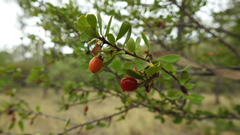 Erythroxylum australe