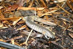 Ambystoma barbouri