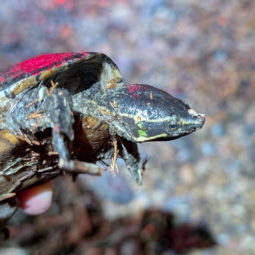 Testudo observed 2026-10-27