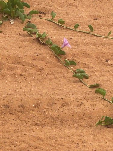 Ipomoea pes-caprae observed 2026-10-28